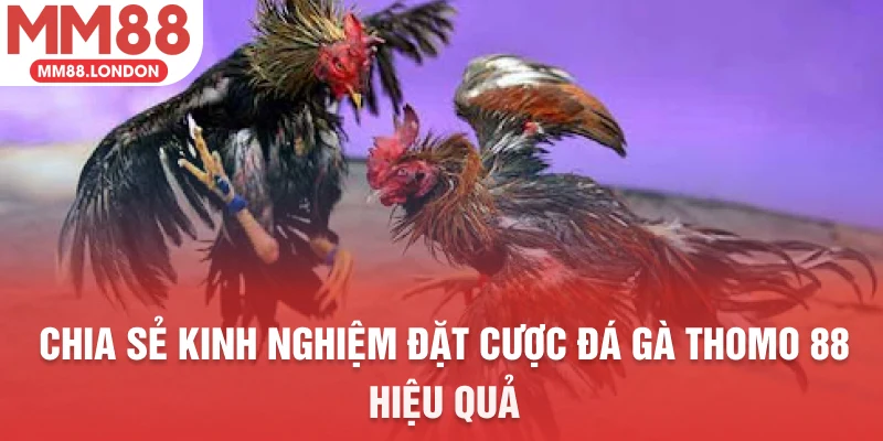 Chia sẻ kinh nghiệm đặt cược đá gà thomo 88 hiệu quả