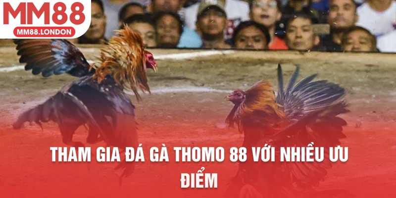 Tham gia đá gà thomo 88 với nhiều ưu điểm